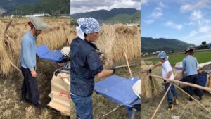 2021/ 10月9日(土)、10日(日) 稲刈りプレイパーク in南足柄市