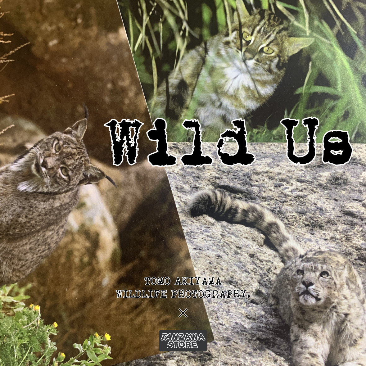 Wild Us -July-  7月新月発売 「ネコ科 3種」