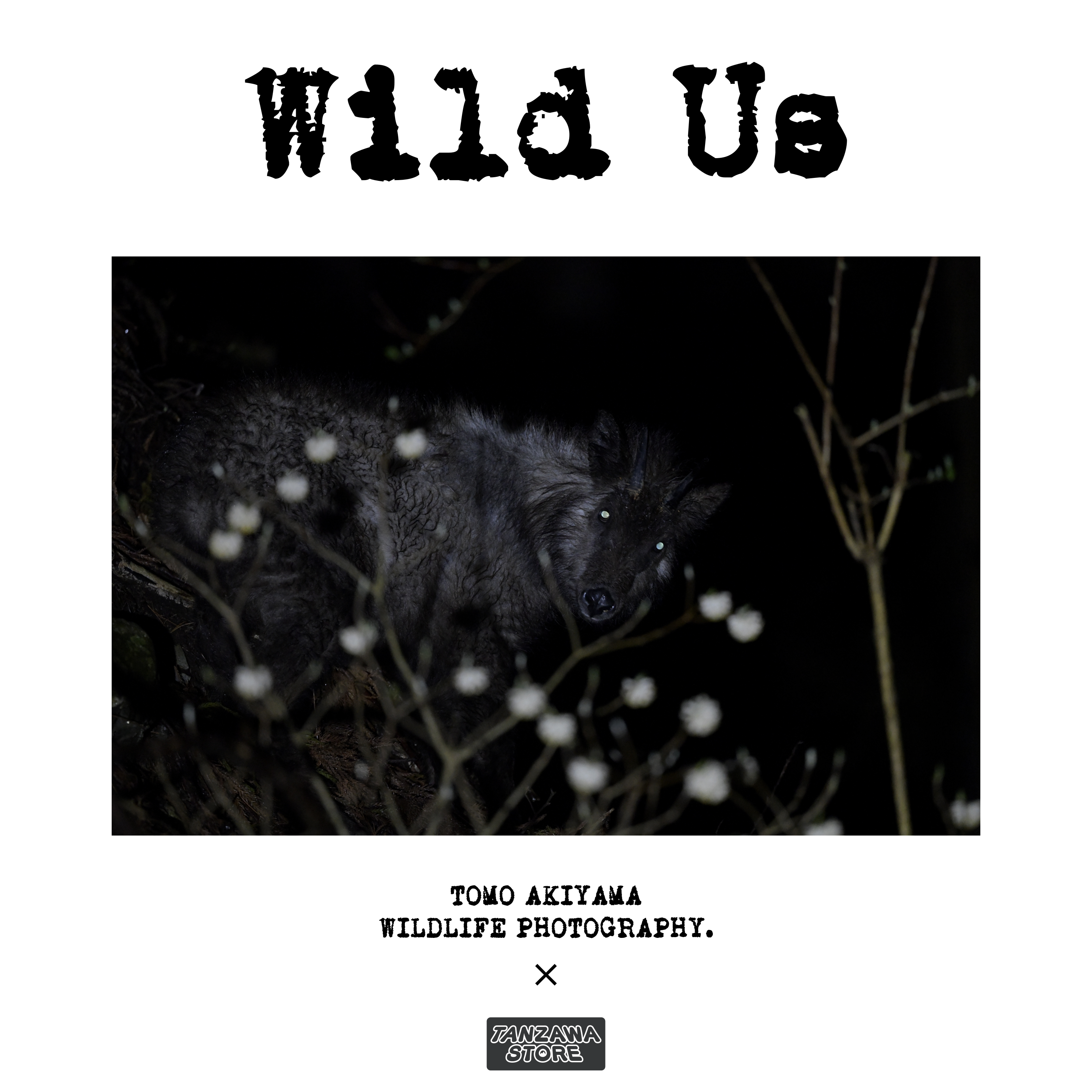 Wild Us. -August- 8月 新月の発売は 「カモシカ」