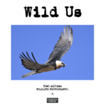 Wild Us. -November- 11月 新月の発売は 「ヒゲワシ」